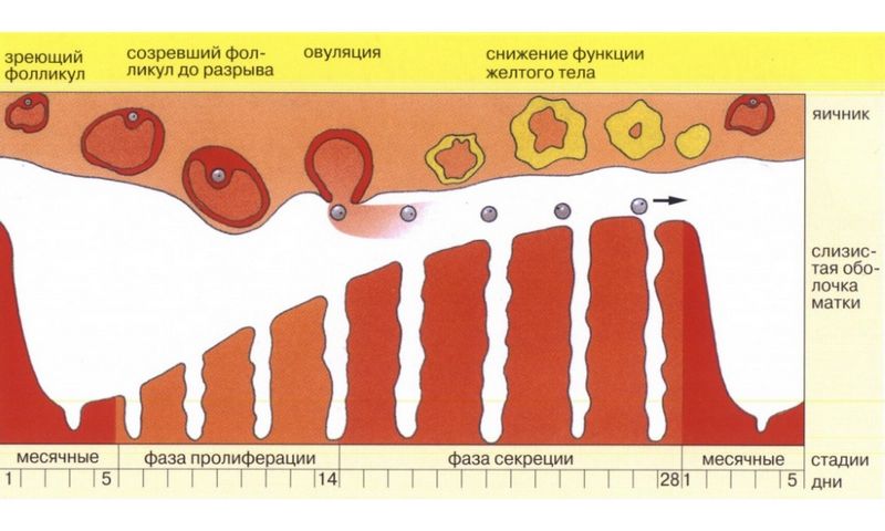 Вираховуємо овуляцію для підвищення шансів зачаття